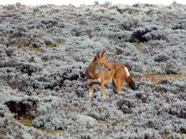 The Ethiopian Wolf: Where to See the World's Rarest Canid