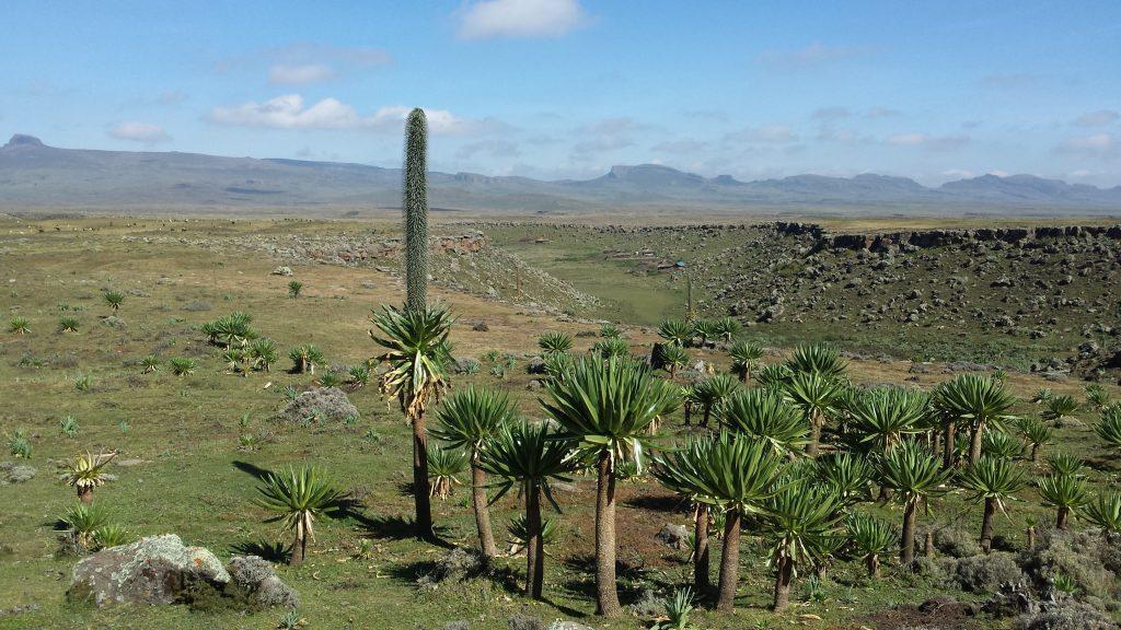Bale Mountains National Park