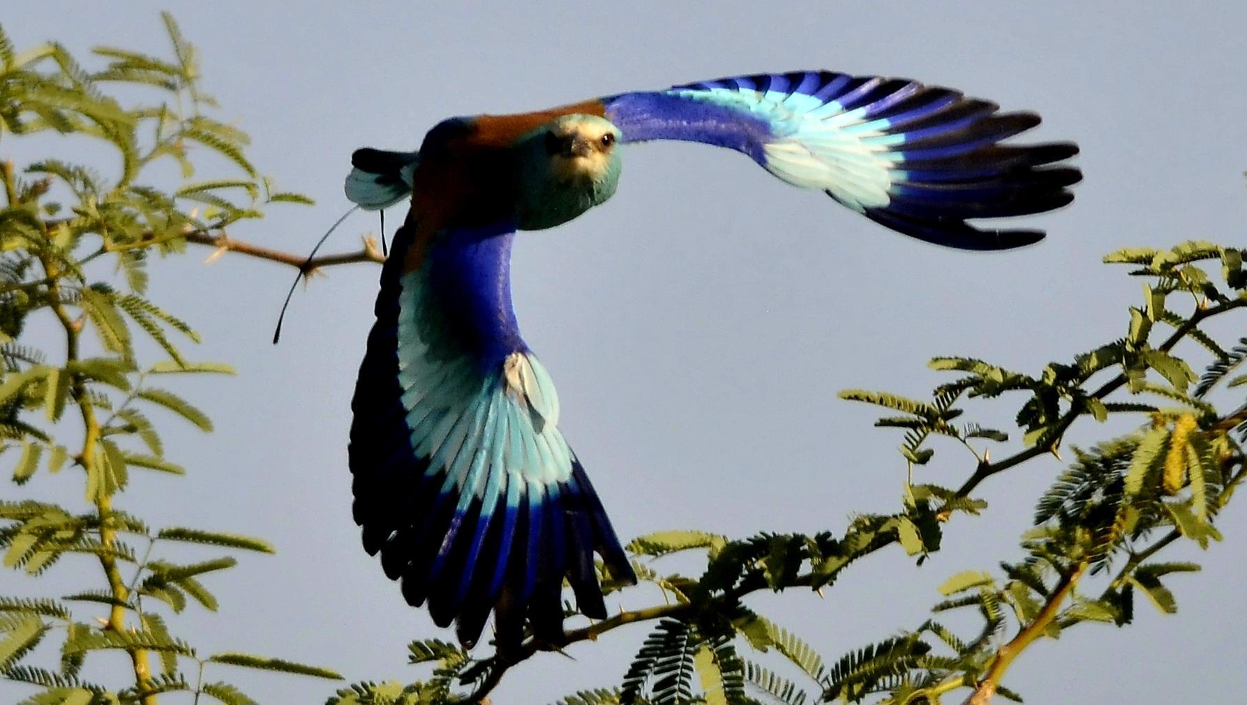Awash National Park