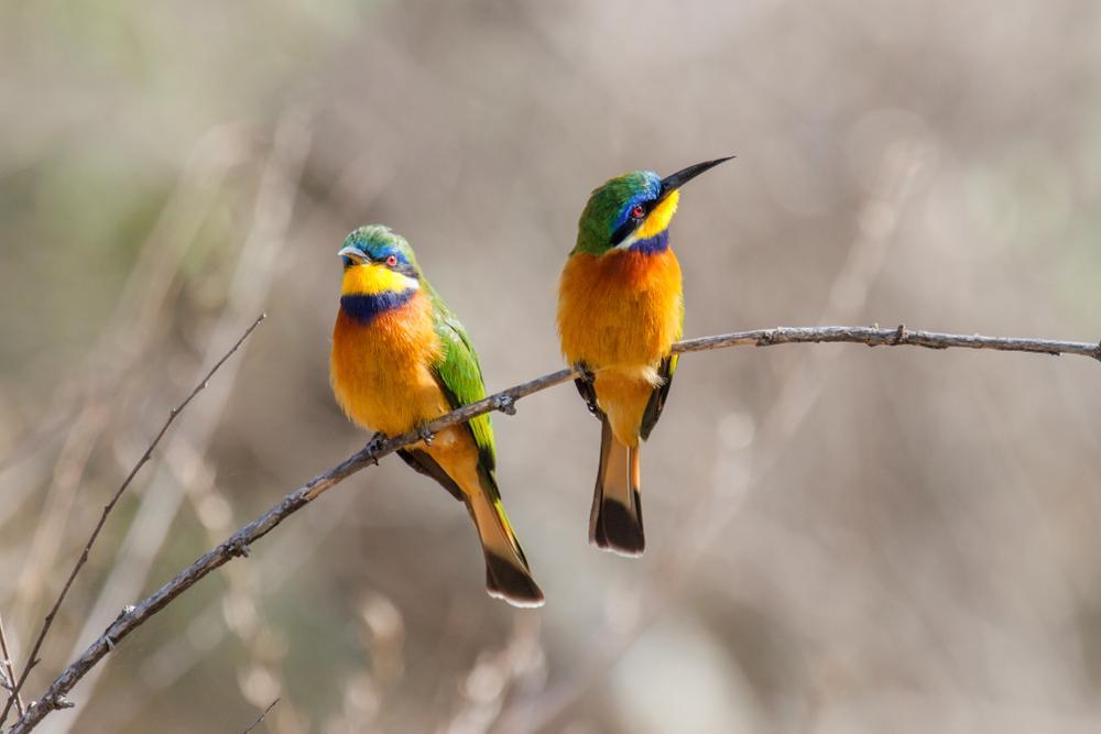 Yabelo & Mega (Borena Birdwatching)