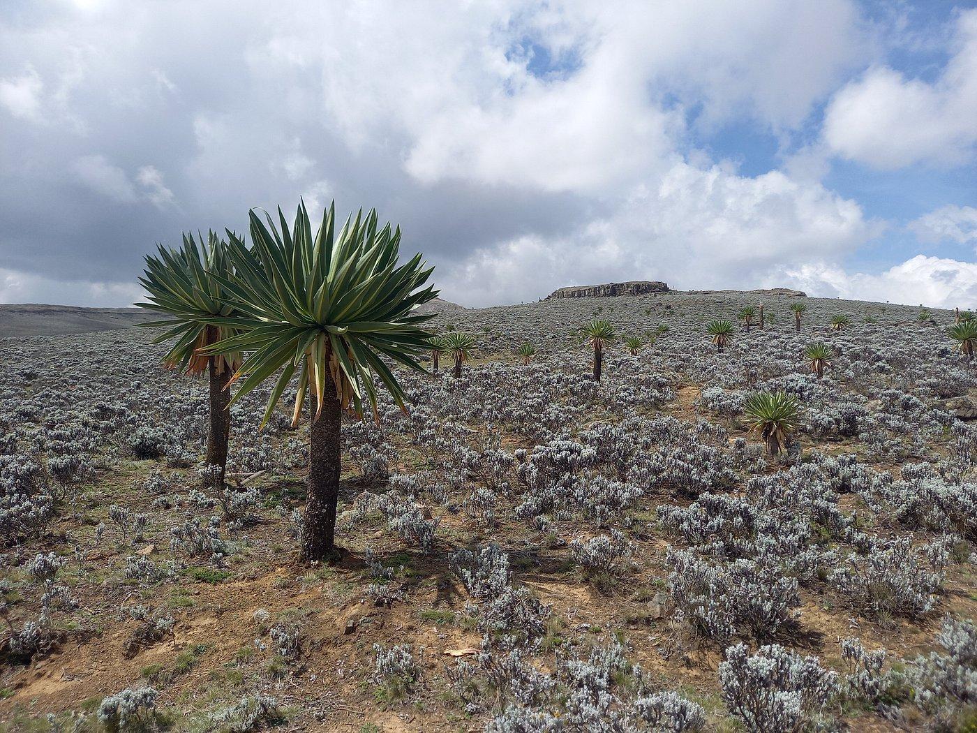 Bale Mountains National Park gallery