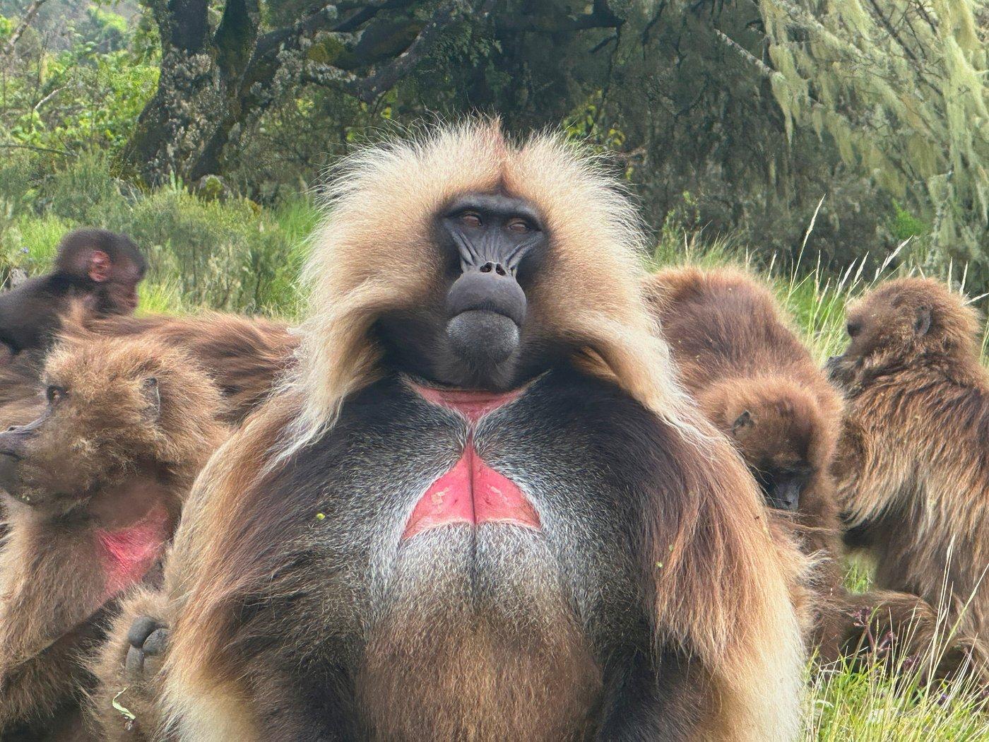 Simien Mountains National Park gallery
