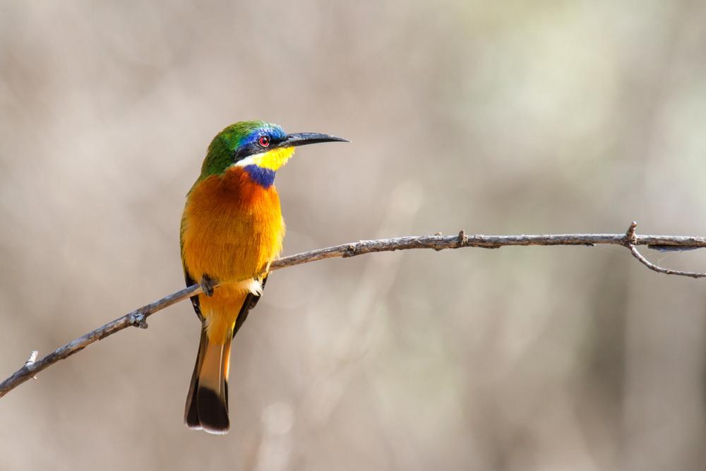 Yabelo & Mega (Borena Birdwatching) gallery