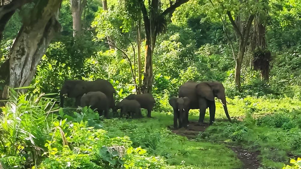 Chebera Churchura National Park gallery