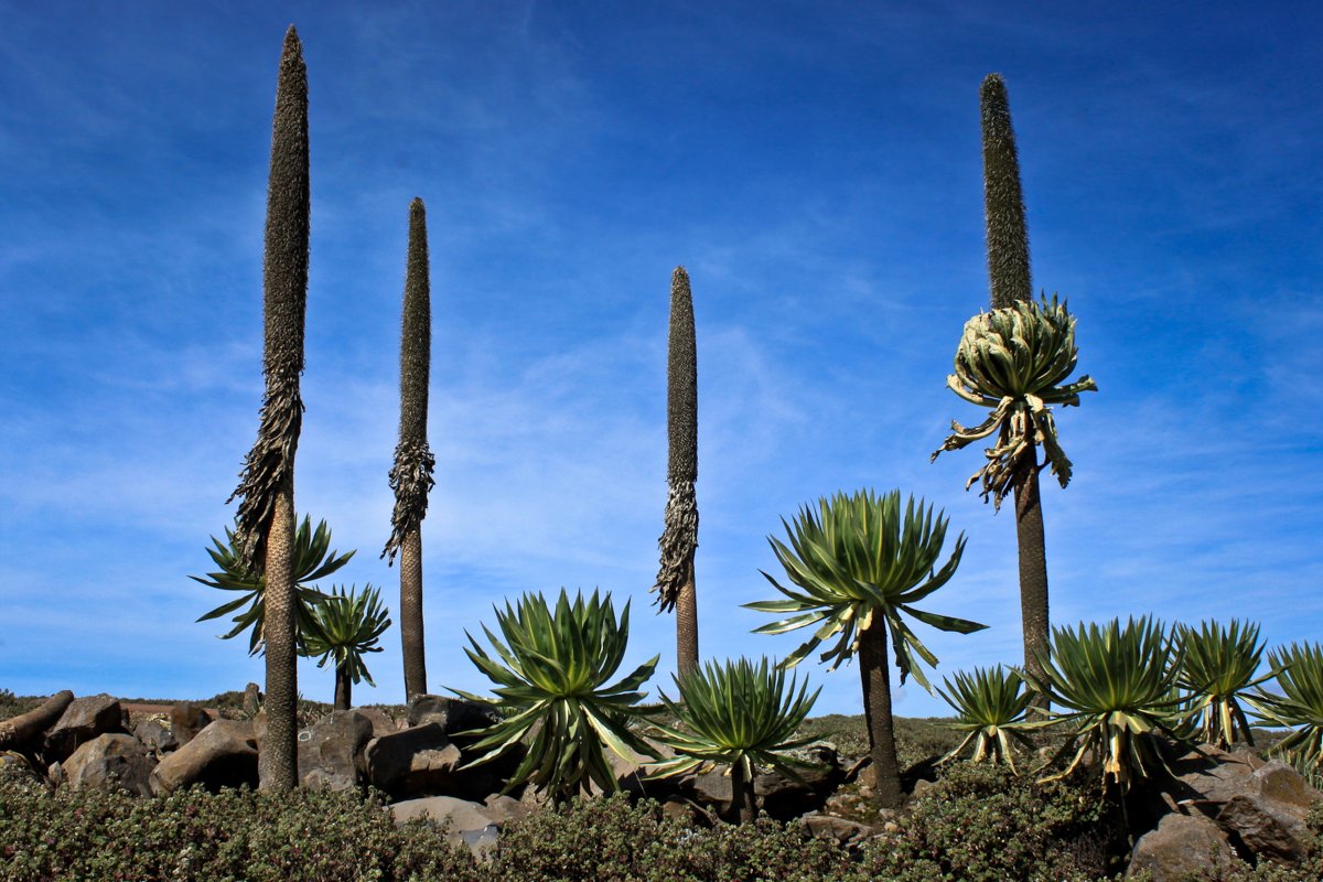 From Royal Palaces to the Roof of Africa: The Ultimate 7-Day Ethiopia Trek & Cultural Adventure