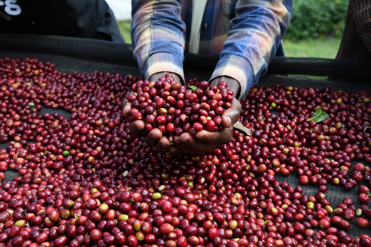 Run Ethiopia – Lakes, Forests & Sidama Coffee Trails